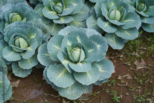 Danish ballhead cabbage in the garden, close-up. Green cabbage, in the shape of rose blossom, is covered in water droplets. The concept of growing vegetables in a home garden. Real photo, high angle. 