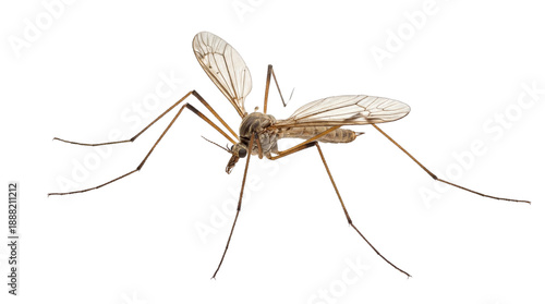 Close-up of a single brown mosquito with translucent wings isolated PNG with Transparent Background