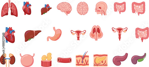 Human internal organs vector illustration set featuring anatomy icons of heart, brain, lungs, liver, digestive and reproductive systems for medical education