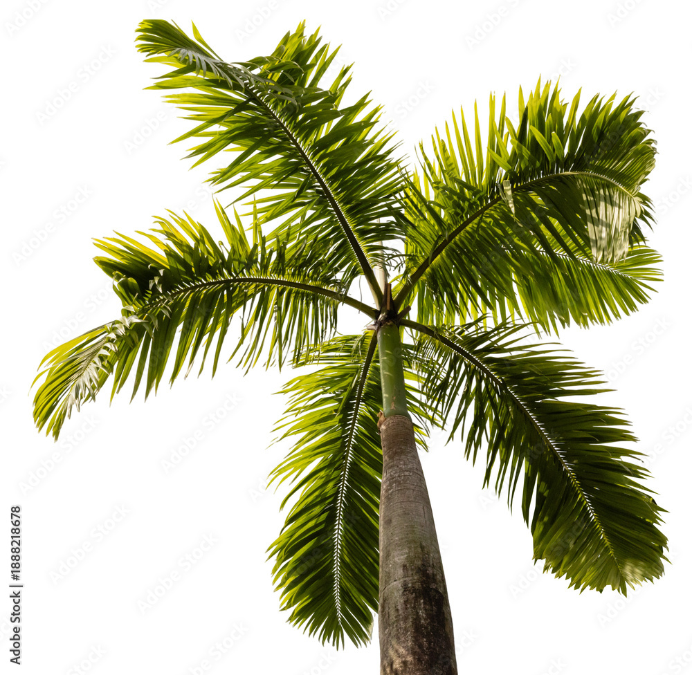 Obraz premium The image shows a tall palm tree viewed from underneath, capturing the green fronds and the trunk. The background is transparent, emphasizing the tree's shape