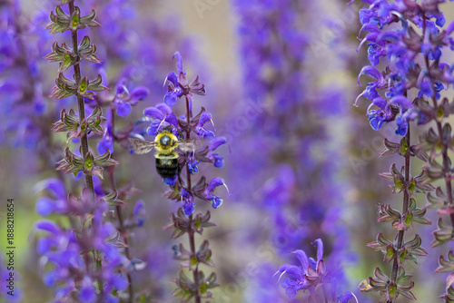 Bumblebee Pollinating Purple Salvia Flowers