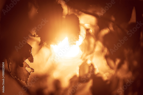 Golden sunlight shining through autumn leaves with soft bokeh