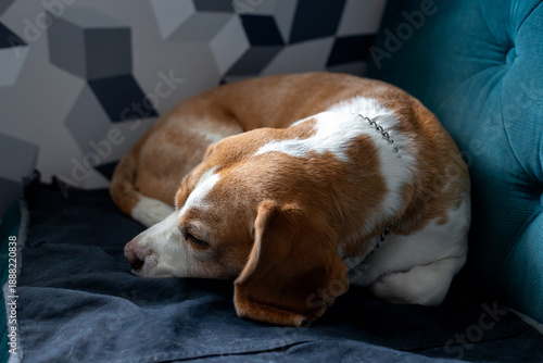 Peaceful Beagle Dog Napping on a Cozy Blue Blanket
