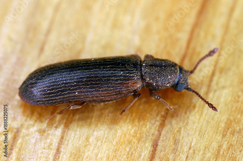 Beetle in the side. Species Cosmopolitan powder post beetle alco called oak lyctid, Lyctus linearis. Adult insect on wood.