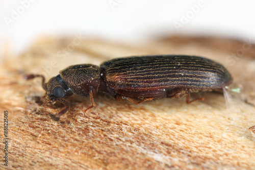 Beetle in the side. Species Cosmopolitan powder post beetle alco called oak lyctid, Lyctus linearis. Adult insect on wood.