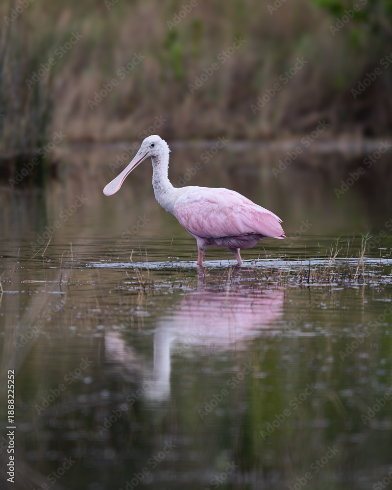 Naklejka premium Juvenile Roseate Spoonbill