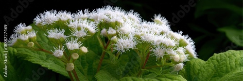 White fluffy flowers with green leaves in a lush garden setting