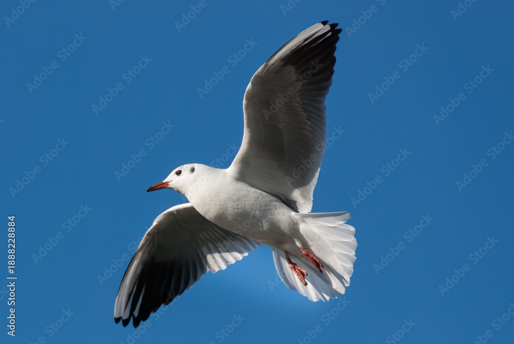 Fototapeta premium Seagull Flying Against Blue Sky