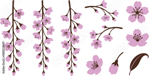 Cascading weeping cherry blossom branch elements flat vector pack with soft lavender-pink deep chocolate long hanging branches downward-draping flower clusters arching twigs individual blossoms stamen