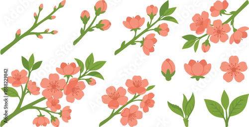 Botanical growth cycle cherry blossom vectors flat vector pack with apricot-pink leaf-green bare branch swelling nodes tightly closed buds half-open blossoms full-bloom segments transformation bud to 