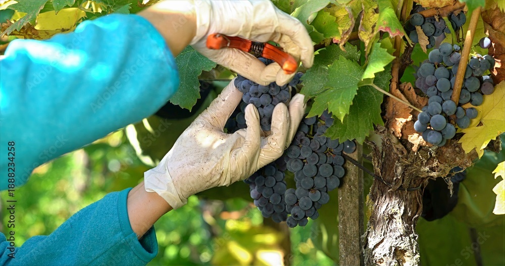 Fototapeta premium Vineyard Grape Pruning, Carefully Inspecting And Removing Damaged Grapes In Vineyard With Shears