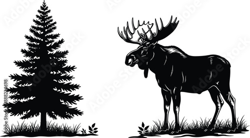Black vector silhouette of a majestic wild moose with large antlers standing in grass next to a pine tree for nature and wilderness design,