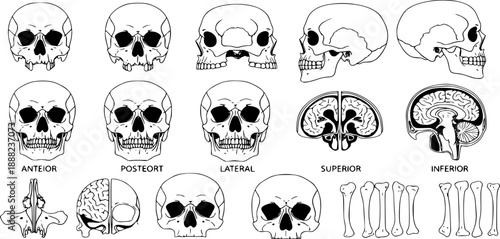 different vector designs 