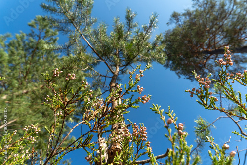 Northern taiga forest viewed from below with pine trees and blooming heather against blue sky