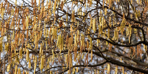 Wallpaper Mural Fines branches à écorces brunes de noisetier commun (Corylus avellana) couvertes de grappes de châtons jaunâtres en hiver Torontodigital.ca