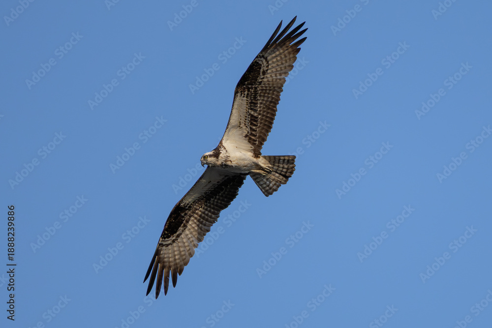 Fototapeta premium Osprey Gliding with Wings Spread
