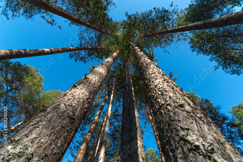 Tall pine trees of northern taiga forest rising into clear blue sky, low angle perspective