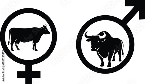 Cow and bull silhouettes inside gender symbols, male and female livestock icons, black agriculture signs isolated on white background, vector illustration