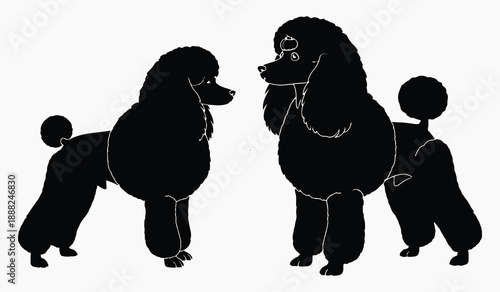 A striking silhouette of three black poodles in a classic elegant standing pose