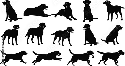 Set of black dog silhouettes, vector illustration of labrador retriever in various poses like running, sitting and jumping, isolated on white background.