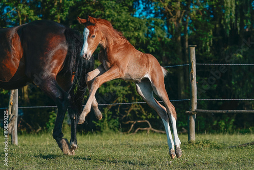 Foto Playful foal jumping and playing with adult horse on green pasture