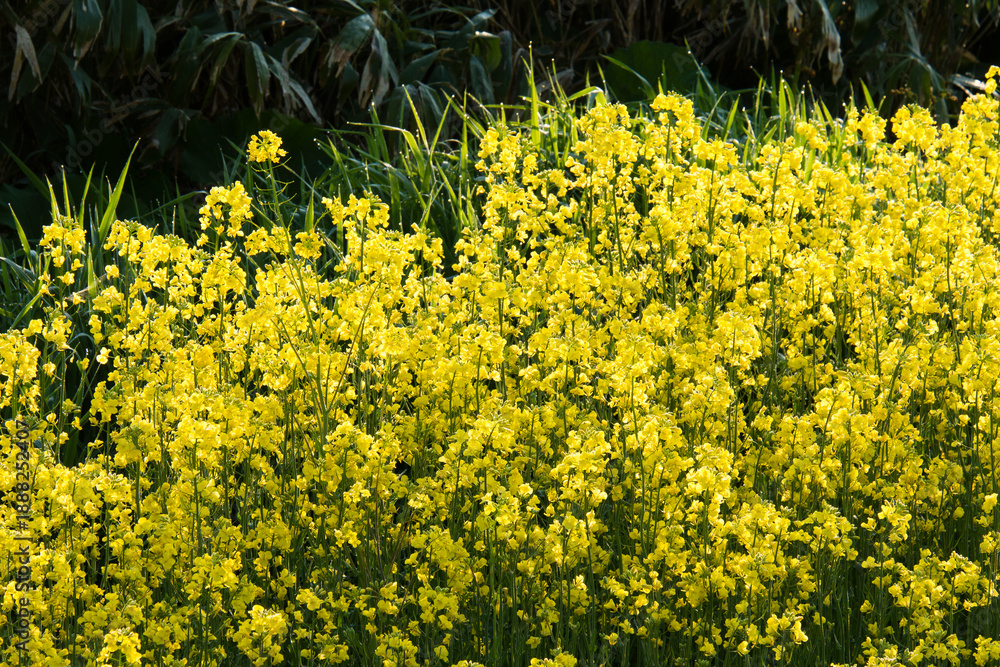 Fototapeta premium 黄色い絨毯の菜の花畑