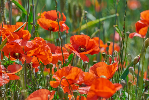Wallpaper Mural Bright poppy flowers with green stems and buds fill frame in soft bokeh, lively spring color and fresh meadow feel Torontodigital.ca