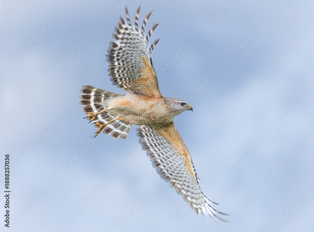 Fototapeta premium Red Shouldered Hawk in flight at the Stick Marsh in Florida.