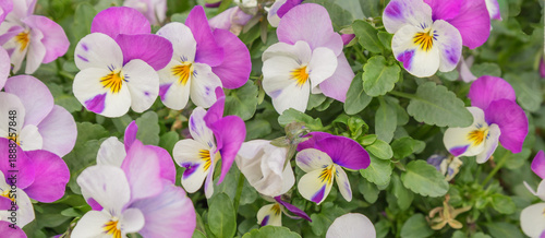 Banner. Close-up of delicate multicolor pansy flowers with yellow centers and green leaves, ideal for spring and summer floral projects. Viola cornuta