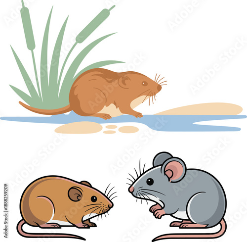 vole near water plants with mouse comparison in natural habitat scene