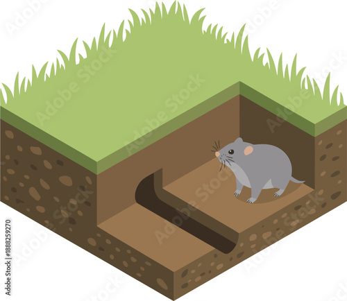 vole underground tunnel cutaway showing burrow habitat and soil layers