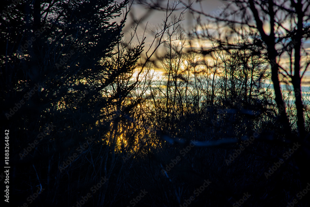 Obraz premium Dramatic silhouette of dense forest trees against a vibrant golden sunset sky during twilight