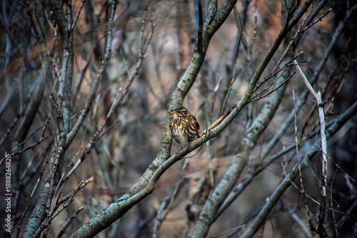 Photos Small redwing thrush bird perched on a branch in a dense thicket of bare trees
