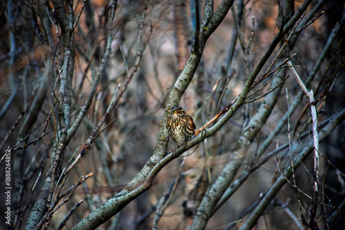 Tableau sur toile Small redwing bird perched on a bare tree branch in a dense thicket during late