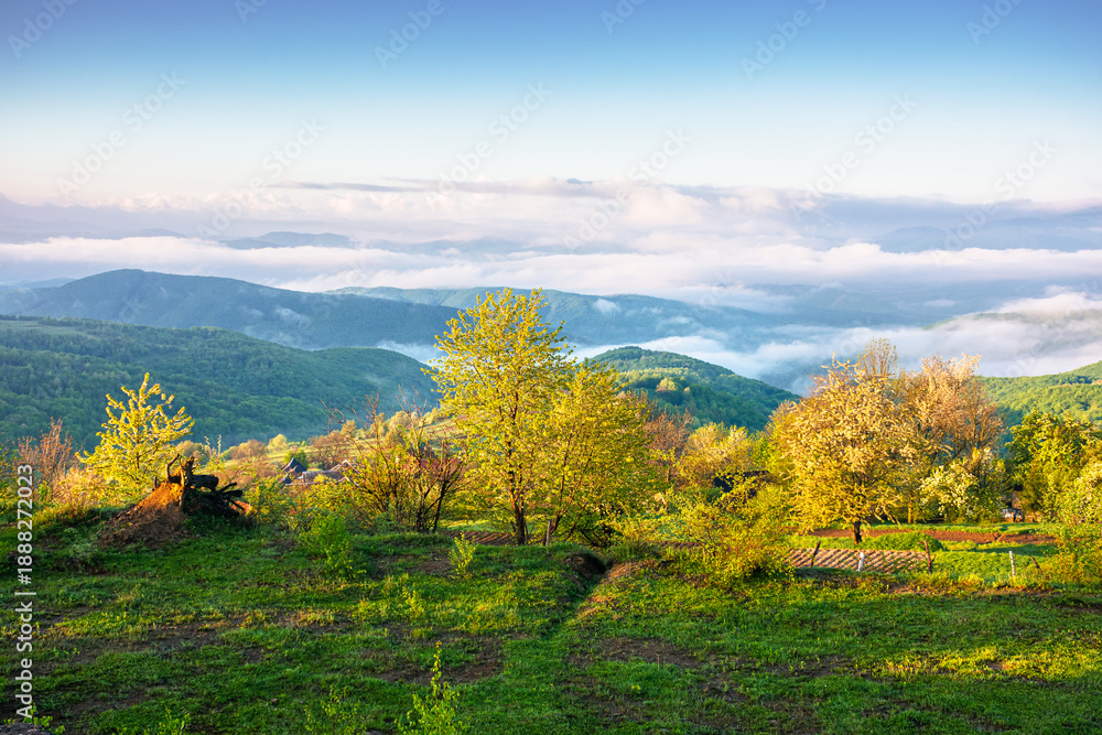 Fototapeta premium carpathian mountain landscape of ukraine in morning fog. lush green alpine meadows in spring. beautiful view in to the valley. blue sky with clouds on sunny morning. csr visual for esg report