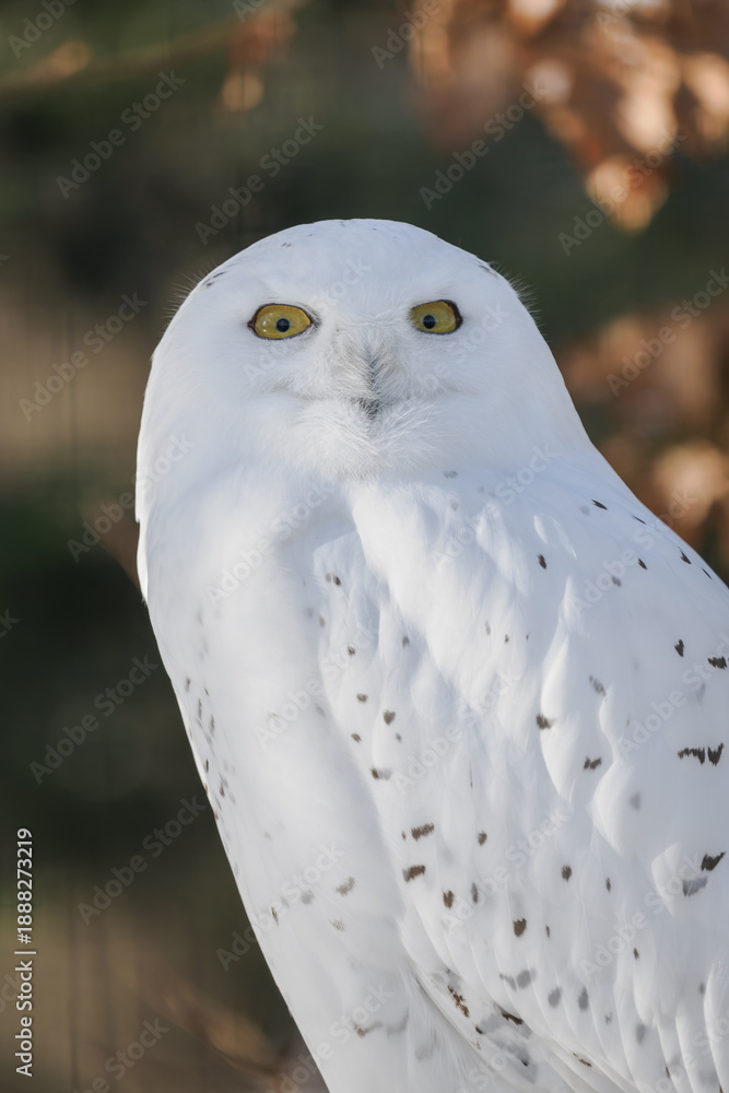 Fototapeta premium Snowy owl outdoors in the zoo aviary in winter with snow.