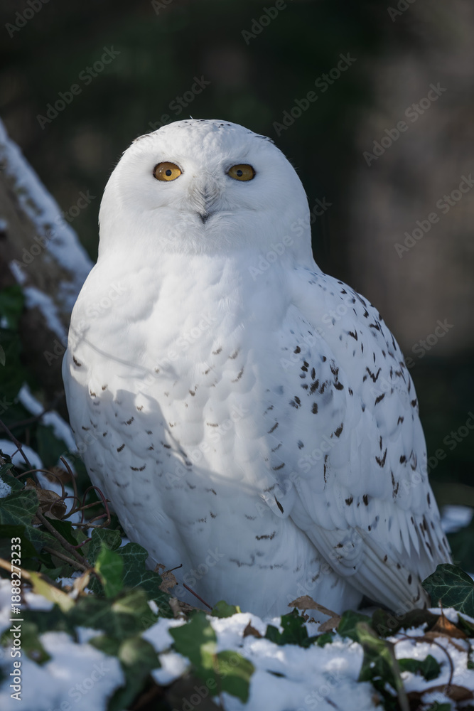 Fototapeta premium Snowy owl outdoors in the zoo aviary in winter with snow.