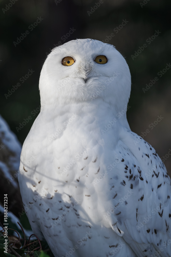 Fototapeta premium Snowy owl outdoors in the zoo aviary in winter with snow.