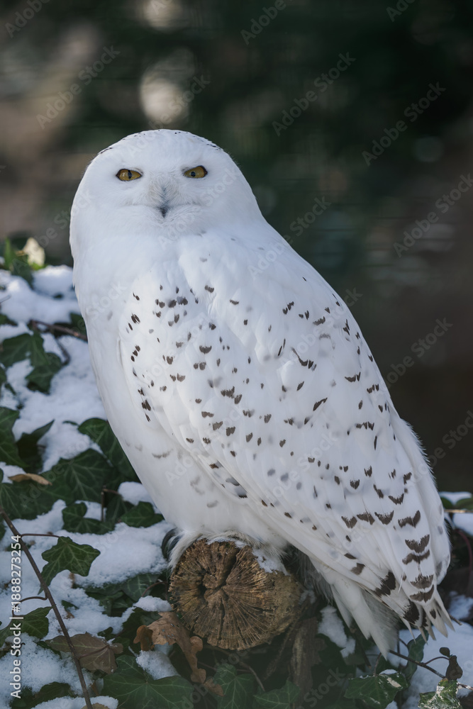 Fototapeta premium Snowy owl outdoors in the zoo aviary in winter with snow.