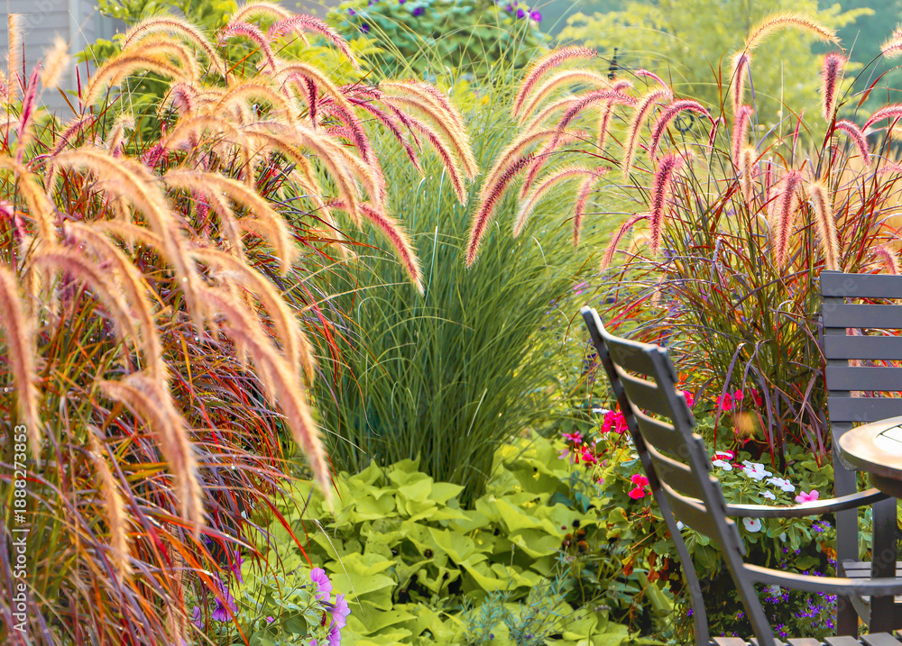 Fototapeta premium Soft plumes of purple fountain grass (Pennisetum rubrum) rise and spill gracefully around a small bar table and chair, creating an intimate garden retreat bathed in warm summer light. 