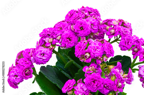 Close-up of pink Kalanchoe blossoms (Kalanchoe blossfeldiana). Bright spring flower with green leaves, perfect for greeting card design, florist advertising, and interior decor