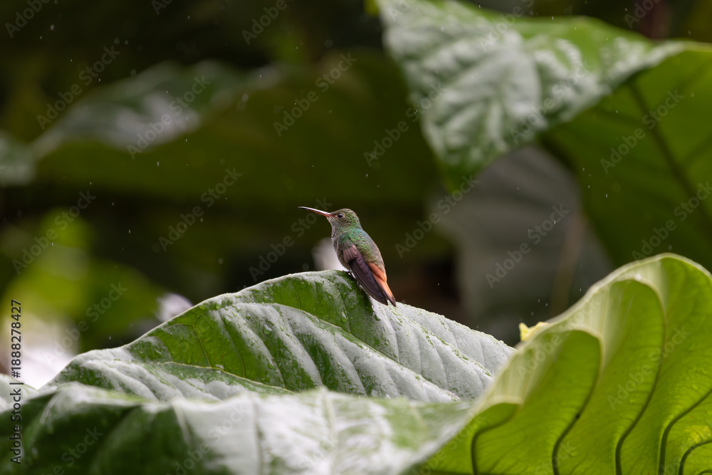 Obraz premium Vibrant hummingbird perched on lush green leaf in tropical rainforest