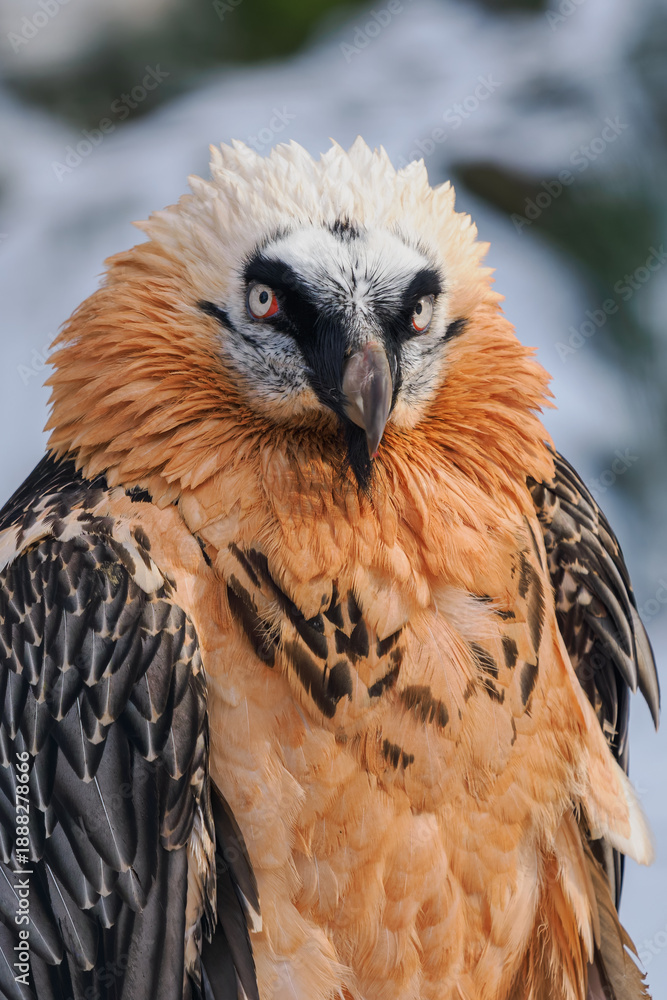 Fototapeta premium Portrait of a bearded vulture outdoors with snow in the background.