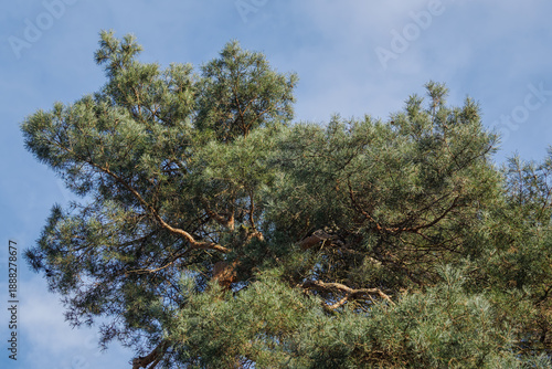 The upper part of a pine tree with a blue sky in the background.