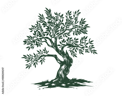 Olive tree on white, hand drawn, sketch.	
