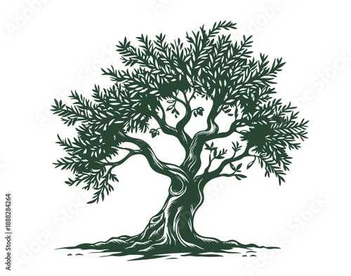Olive tree on white, hand drawn, sketch.	
