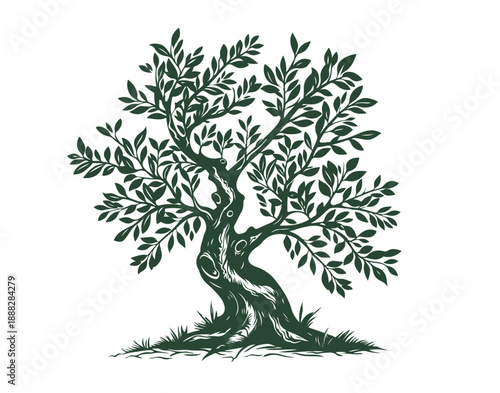 Olive tree on white, hand drawn, sketch.	
