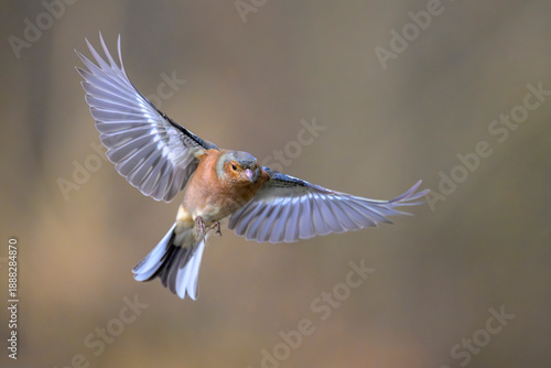 Wallpaper Mural Buchfink Fringilla coelebs chaffinch Torontodigital.ca