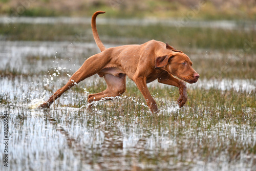 Canvastavla young vizsla running through water