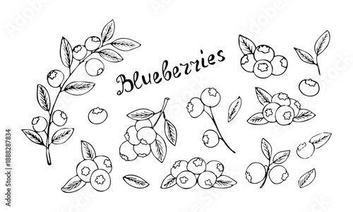 Set of hand drawn blueberry on white background